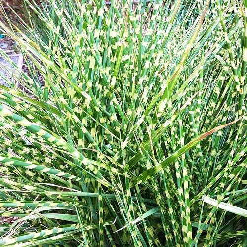 Bloomingbulb Ornamental Grass Zebra Outdoor Planting