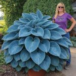 Blue Angel Giant Hosta Plant Growing