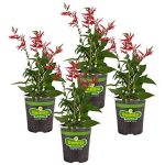 Bonnie Plants Pineapple Sage