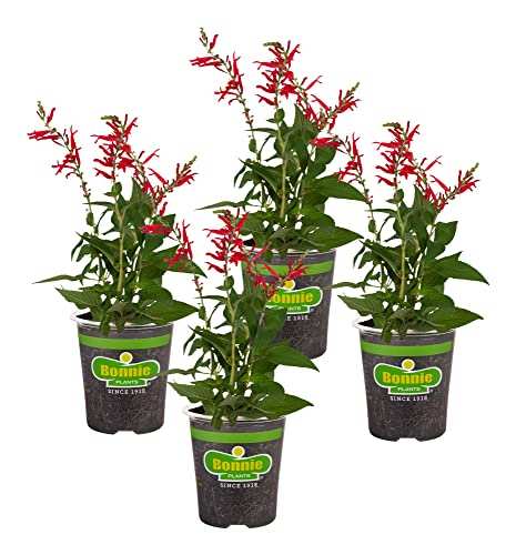 Bonnie Plants Pineapple Sage