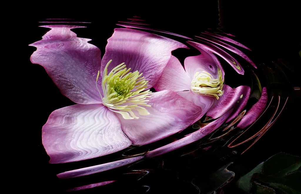 Clematis Group 1 Spring Bloomers
