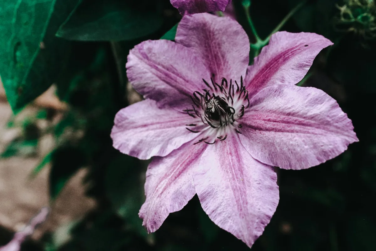Clematis hardiness comparison