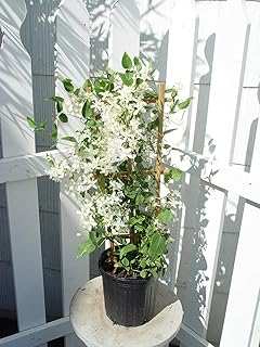Clematis paniculata (Sweet Autumn Clematis) Perennial