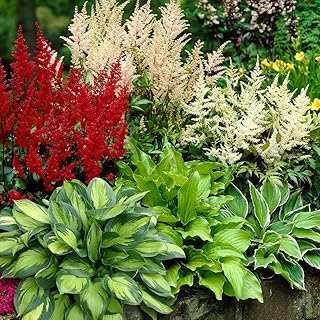 Complete Shade Perennial Flower Bulb Garden