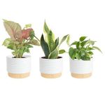 Costa Farms Live Indoor House Plants