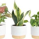 Costa Farms Live Indoor House Plants