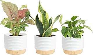 Costa Farms Live Indoor House Plants