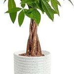 Costa Farms Money Tree (Pachira Aquatica)
