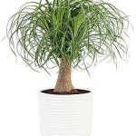 Costa Farms Ponytail Palm Live Plant