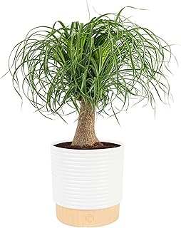 Costa Farms Ponytail Palm Live Plant