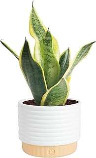 Costa Farms Snake Plant
