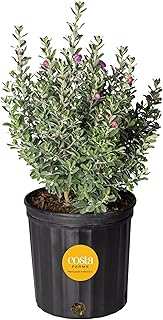 Costa Farms Texas Sage Live Outdoor