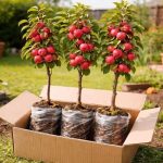 Crabapple Tree Saplings 3 Live Crab