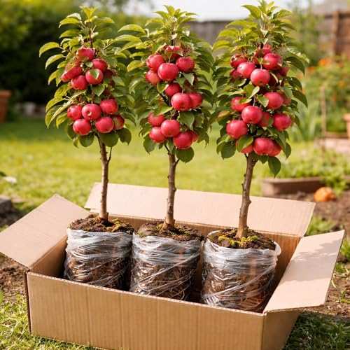Crabapple Tree Saplings 3 Live Crab