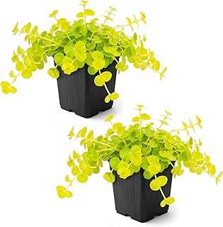 Creeping Jenny Live Plant (Lysimachia nummularia)