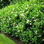 Curled Leaf Privet 10 Live Quart