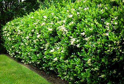 Curled Leaf Privet 10 Live Quart