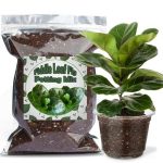 Doter Organic Fiddle Leaf Fig Potting