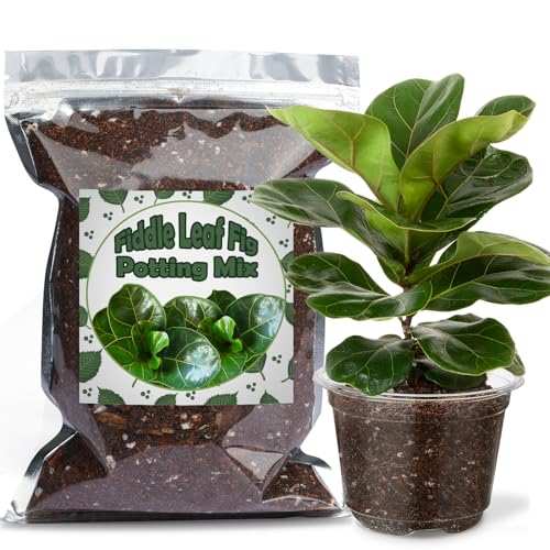 Doter Organic Fiddle Leaf Fig Potting