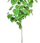 Eastern Redbud Size 4-5 ft Live