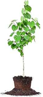 Eastern Redbud Size 4-5 ft Live