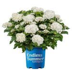 Endless Summer 1 Gal Dream Cloud