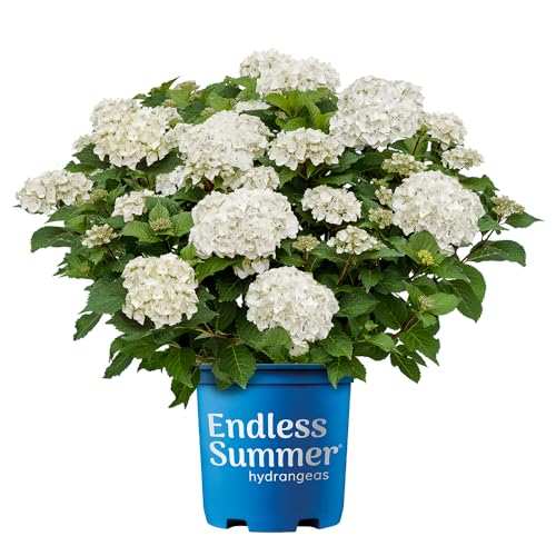 Endless Summer 1 Gal Dream Cloud