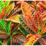 Exotica Tropicals Professional Nursery Grade Croton