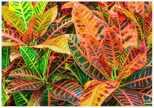 Exotica Tropicals Professional Nursery Grade Croton