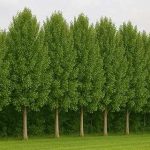 Fast Growing Privacy Shade Trees