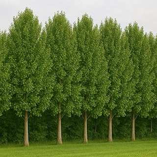 Fast Growing Privacy Shade Trees