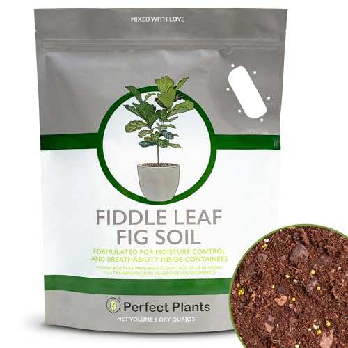 Fiddle Leaf Fig Soil Perfect Plants