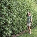 Green Wall Willow Privacy Tree Cuttings