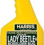 Harris Asian Lady Beetle Box Elder