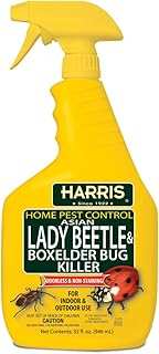 Harris Asian Lady Beetle Box Elder