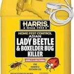 Harris Asian Lady Beetle