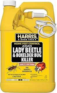 Harris Asian Lady Beetle