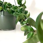 Hoya Compacta aka Hindu Rope Available