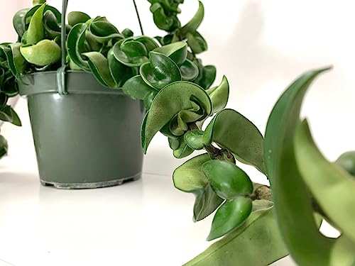 Hoya Compacta aka Hindu Rope Available