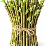 Hybrid Willow Tree Cuttings