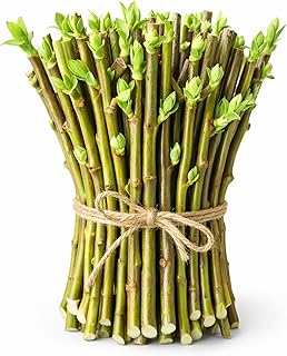 Hybrid Willow Tree Cuttings