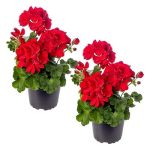 Live Flowering Zonal Geraniums