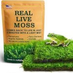 Live Moss Duo 2 Types Real