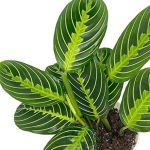 Live Plant Lemon Lime Maranta Prayer