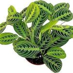 Live Plant Lemon Lime Maranta Prayer
