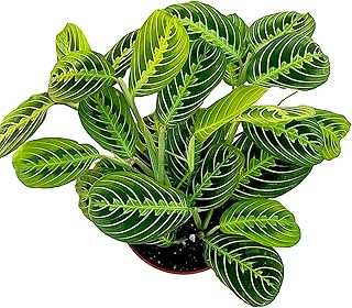 Live Plant Lemon Lime Maranta Prayer