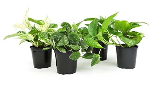 Live Pothos Plants (4PK) Indoor Houseplants