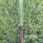 Loblolly Pine Tree Plants