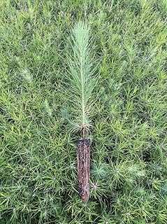 Loblolly Pine Tree Plants