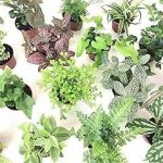 Mini Terrarium Plants (6 Plants) (2"